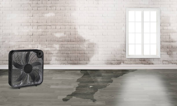 Best Mold removal after water damage  in Glen Alpine, NC